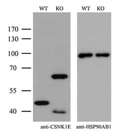 Invitrogen CK1 epsilon Monoclonal Antibody (OTI2B3) 100 &mu;L | Buy Online | Invitrogen&trade; | Fisher Scientific