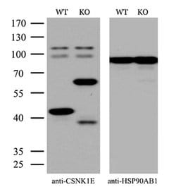 Invitrogen CK1 epsilon Monoclonal Antibody (OTI5D4) 100 &mu;L; Unconjugated:Antibodies,