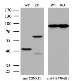 Invitrogen CK1 epsilon Monoclonal Antibody (OTI5C9) 100 &mu;L; Unconjugated:Antibodies,
