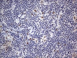 Invitrogen RTRAF Monoclonal Antibody (OTI2A4) 100 &mu;L; Unconjugated:Antibodies,