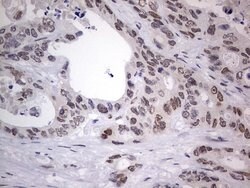 Invitrogen RTRAF Monoclonal Antibody (OTI2A4) 100 &mu;L; Unconjugated:Antibodies,