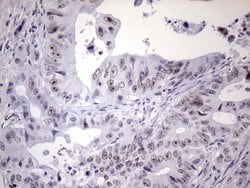 Invitrogen NAB2 Monoclonal Antibody (OTI5D7) 100 &mu;L; Unconjugated:Antibodies,