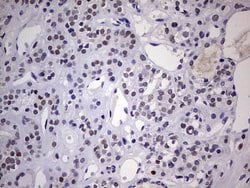 Invitrogen NAB2 Monoclonal Antibody (OTI5D7) 100 &mu;L; Unconjugated:Antibodies,