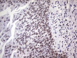 Invitrogen NAB2 Monoclonal Antibody (OTI5D7) 100 &mu;L; Unconjugated:Antibodies,