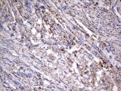 Invitrogen NRBF2 Monoclonal Antibody (OTI1A2) 100 &mu;L | Buy Online | Invitrogen&trade; | Fisher Scientific
