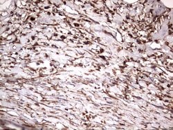 Invitrogen NRBF2 Monoclonal Antibody (OTI1A2) 100 &mu;L | Buy Online | Invitrogen&trade; | Fisher Scientific