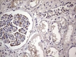 Invitrogen MURF3 Monoclonal Antibody (OTI7F8) 100 &mu;L; Unconjugated:Antibodies,
