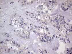 Invitrogen MURF3 Monoclonal Antibody (OTI7F8) 100 &mu;L; Unconjugated:Antibodies,
