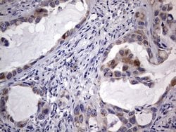 Invitrogen MURF3 Monoclonal Antibody (OTI5A11) 100 &mu;L; Unconjugated:Antibodies,