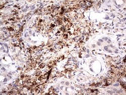 Invitrogen TRIM27 Monoclonal Antibody (OTI4D4) 100 &mu;L; Unconjugated:Antibodies,