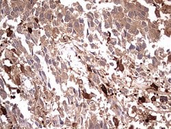 Invitrogen TRIM27 Monoclonal Antibody (OTI4D4) 100 &mu;L; Unconjugated:Antibodies,