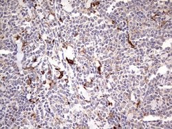 Invitrogen TRIM27 Monoclonal Antibody (OTI4D4) 100 &mu;L; Unconjugated:Antibodies,