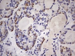 Invitrogen TRIM27 Monoclonal Antibody (OTI3B12) 100 &mu;L; Unconjugated:Antibodies,