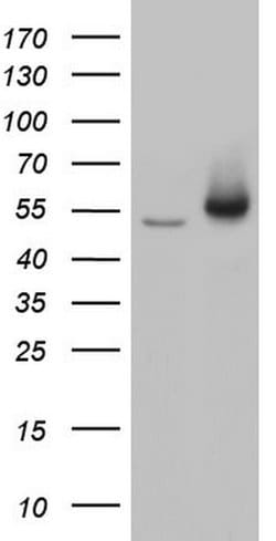 Invitrogen TRIM27 Monoclonal Antibody (OTI3B12) 100 &mu;L; Unconjugated:Antibodies,
