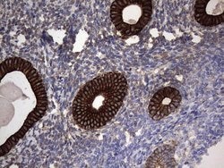 Invitrogen MIP-3 beta Monoclonal Antibody (OTI2A12) 100 &mu;L; Unconjugated:Antibodies,