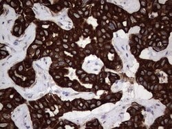 Invitrogen MIP-3 beta Monoclonal Antibody (OTI2A12) 100 &mu;L; Unconjugated:Antibodies,