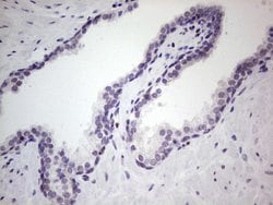 Invitrogen UFD1L Monoclonal Antibody (OTI4C7) 100 &mu;L; Unconjugated:Antibodies,