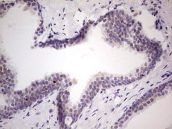 Invitrogen UFD1L Monoclonal Antibody (OTI4C7) 100 &mu;L; Unconjugated:Antibodies,