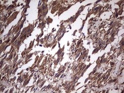 Invitrogen UFD1L Monoclonal Antibody (OTI8G6) 100 &mu;L | Buy Online | Invitrogen&trade; | Fisher Scientific