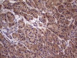 Invitrogen UFD1L Monoclonal Antibody (OTI8G6) 100 &mu;L | Buy Online | Invitrogen&trade; | Fisher Scientific