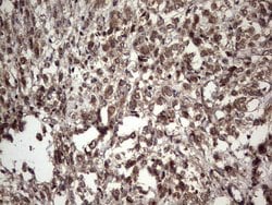 Invitrogen UFD1L Monoclonal Antibody (OTI8G6) 100 &mu;L | Buy Online | Invitrogen&trade; | Fisher Scientific
