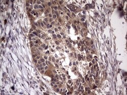 Invitrogen UFD1L Monoclonal Antibody (OTI8G6) 100 &mu;L | Buy Online | Invitrogen&trade; | Fisher Scientific