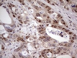 Invitrogen NAE1 Monoclonal Antibody (OTI1E10) 100 &mu;L; Unconjugated:Antibodies,