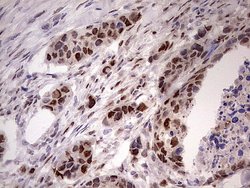 Invitrogen NAE1 Monoclonal Antibody (OTI1E10) 100 &mu;L; Unconjugated:Antibodies,