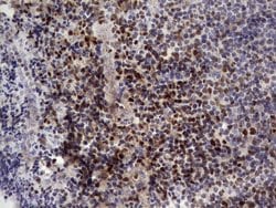 Invitrogen IKZF3 Monoclonal Antibody (OTI7E11) 100 &mu;L; Unconjugated:Antibodies,