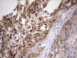 Invitrogen PAFAH1B3 Monoclonal Antibody (OTI4A9) 100 &mu;L; Unconjugated:Antibodies,