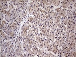 Invitrogen PAFAH1B3 Monoclonal Antibody (OTI4A9) 100 &mu;L; Unconjugated:Antibodies,