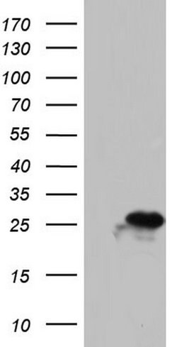Invitrogen PAFAH1B3 Monoclonal Antibody (OTI4A9) 100 &mu;L; Unconjugated:Antibodies,