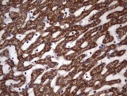 Invitrogen ATP Synthase O Monoclonal Antibody (OTI2E9) 100 &mu;L; Unconjugated:Antibodies,