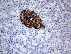 Invitrogen ADAMTS1 Monoclonal Antibody (OTI4E3) 100 &mu;L; Unconjugated:Antibodies,
