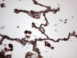 Invitrogen RSPO3 Monoclonal Antibody (OTI3D5) 100 &mu;L; Unconjugated:Antibodies,