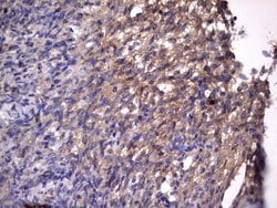 Invitrogen RSPO3 Monoclonal Antibody (OTI3D5) 100 &mu;L; Unconjugated:Antibodies,