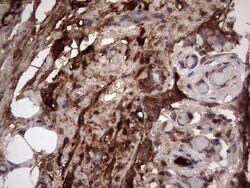 Invitrogen RSPO3 Monoclonal Antibody (OTI3D5) 100 &mu;L; Unconjugated:Antibodies,