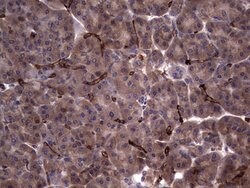Invitrogen RSPO3 Monoclonal Antibody (OTI3D5) 100 &mu;L; Unconjugated:Antibodies,