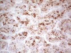 Invitrogen POMK Monoclonal Antibody (OTI4D9) 100 &mu;L; Unconjugated:Antibodies,