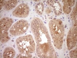 Invitrogen SAV1 Monoclonal Antibody (OTI2B7) 100 &mu;L; Unconjugated:Antibodies,