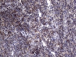 Invitrogen AKAP7 Monoclonal Antibody (OTI6F7) 100 &mu;L; Unconjugated:Antibodies,