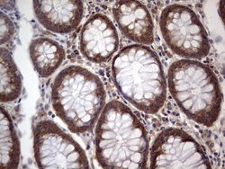 Invitrogen SNX12 Monoclonal Antibody (OTI7B3) 100 &mu;L; Unconjugated:Antibodies,