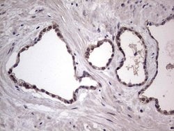 Invitrogen RAD23B Monoclonal Antibody (OTI9F8) 100 &mu;L; Unconjugated:Antibodies,