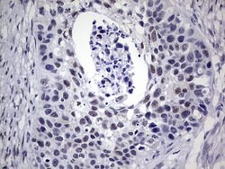 Invitrogen RAD23B Monoclonal Antibody (OTI7G10) 100 &mu;L; Unconjugated:Antibodies,