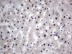 Invitrogen RAD23B Monoclonal Antibody (OTI7G10) 100 &mu;L; Unconjugated:Antibodies,