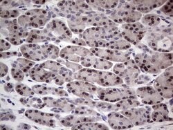 Invitrogen RAD23B Monoclonal Antibody (OTI7G10) 100 &mu;L; Unconjugated:Antibodies,