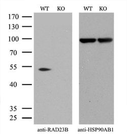 Invitrogen RAD23B Monoclonal Antibody (OTI7G10) 100 &mu;L; Unconjugated:Antibodies,