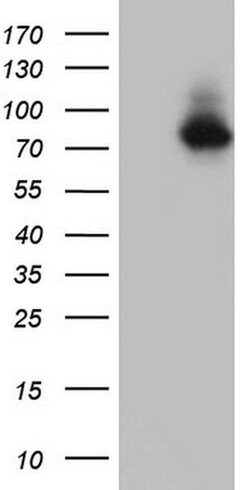 Invitrogen NOR-1 Monoclonal Antibody (OTI2E1) 100 &mu;L; Unconjugated:Antibodies,