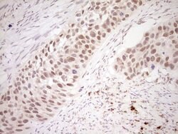 Invitrogen NOR-1 Monoclonal Antibody (OTI5C2) 100 &mu;L; Unconjugated:Antibodies,