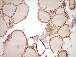 Invitrogen NOR-1 Monoclonal Antibody (OTI5C2) 100 &mu;L; Unconjugated:Antibodies,